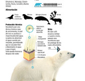 oso-polar-carnivoro-del-artico