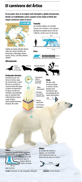 Infografías - Oso polar, el carnívoro del Ártico