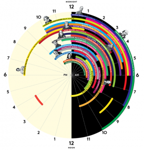 infographic sleep patterns genius