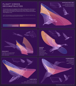 infographic wings